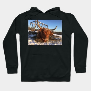 Scottish Highland Cattle Cow 2276 Hoodie